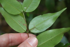 Pilidiostigma glabrum