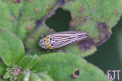 Graphocephala appropinquans