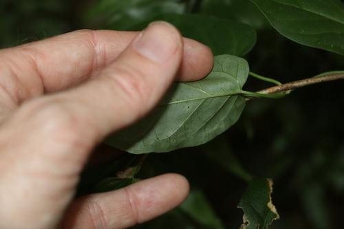 Image of Vincetoxicum paniculatum by (c) Greg Tasney, some rights reserved (CC BY-SA)