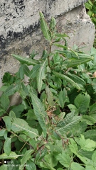 Impatiens glandulifera