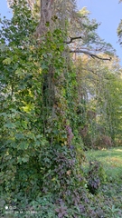 Parthenocissus inserta