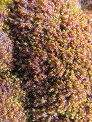 Andreaea nivalis