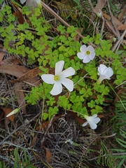 Oxalis incarnata