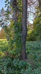 Parthenocissus inserta