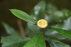 Eupomatia bennettii