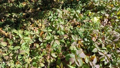 Parthenocissus inserta
