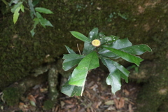 Eupomatia bennettii