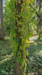 Parthenocissus inserta