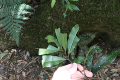 Eupomatia bennettii