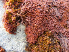 Andreaea nivalis