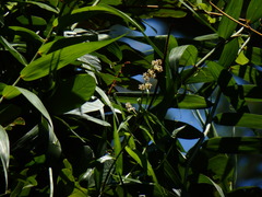 Flagellaria indica