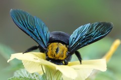 Xylocopa flavonigrescens
