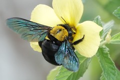 Xylocopa flavonigrescens