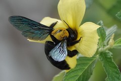 Xylocopa flavonigrescens