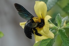 Xylocopa flavonigrescens