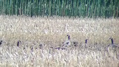 Branta hutchinsii