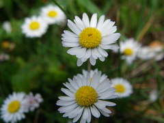 Bellis perennis