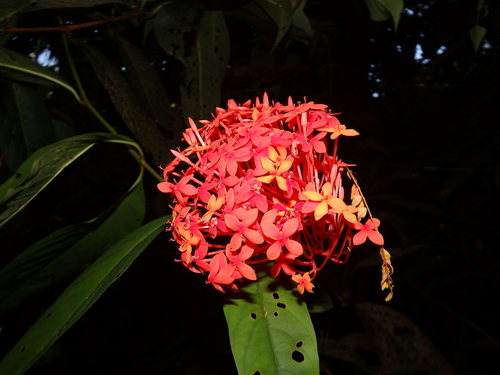 Ixora javanica (Ixora javanica)