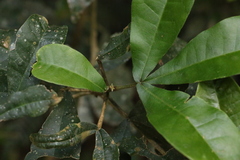 Acronychia pubescens