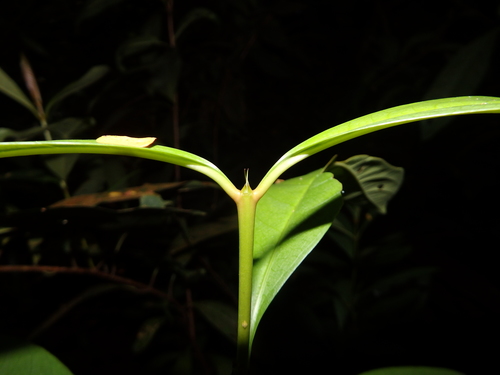 Image of Ixora javanica by (c) Samuel Lee, some rights reserved (CC BY)