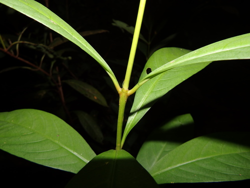 Ixora javanica, photograph 2