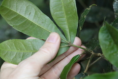 Acronychia pubescens