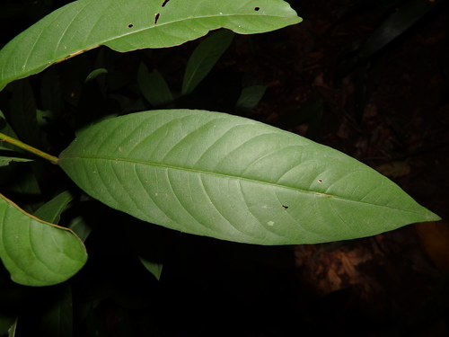 Ixora javanica, photograph 3
