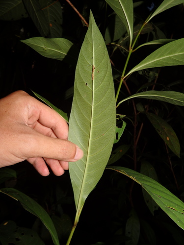 Ixora javanica, photograph 4