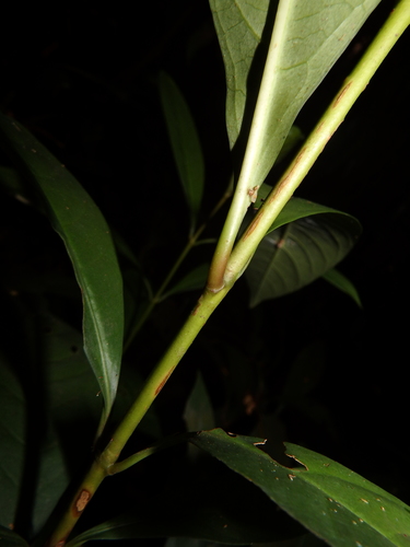 Ixora javanica, photograph 5