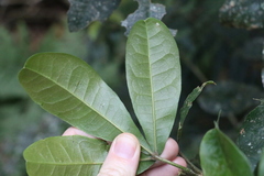 Acronychia pubescens