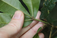 Acronychia pubescens