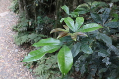 Acronychia pubescens