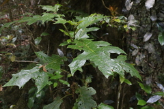 Solanum inaequilaterum