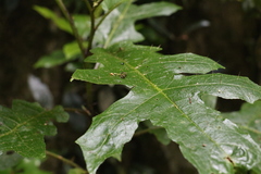 Solanum inaequilaterum