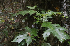 Solanum inaequilaterum