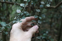 Citrus australasica