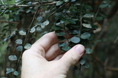 Citrus australasica