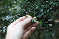 Citrus australasica