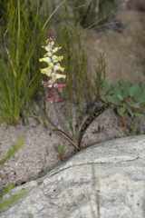 Lachenalia cernua