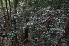 Citrus australasica