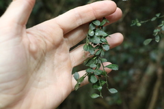 Citrus australasica