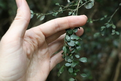 Citrus australasica