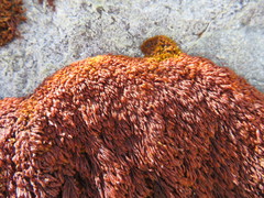 Andreaea nivalis