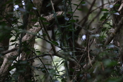 Citrus australasica