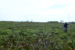 Chaenostoma campanulatum