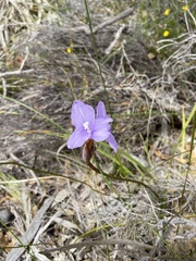 Patersonia occidentalis