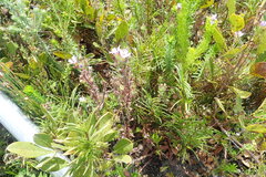 Chaenostoma campanulatum