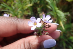 Chaenostoma campanulatum