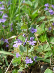 Glechoma hederacea