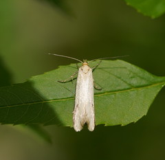 Philobota protecta